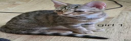 Mixed Breed cats for sale: 4 Kittens for sale in Barnsley - Advert 2