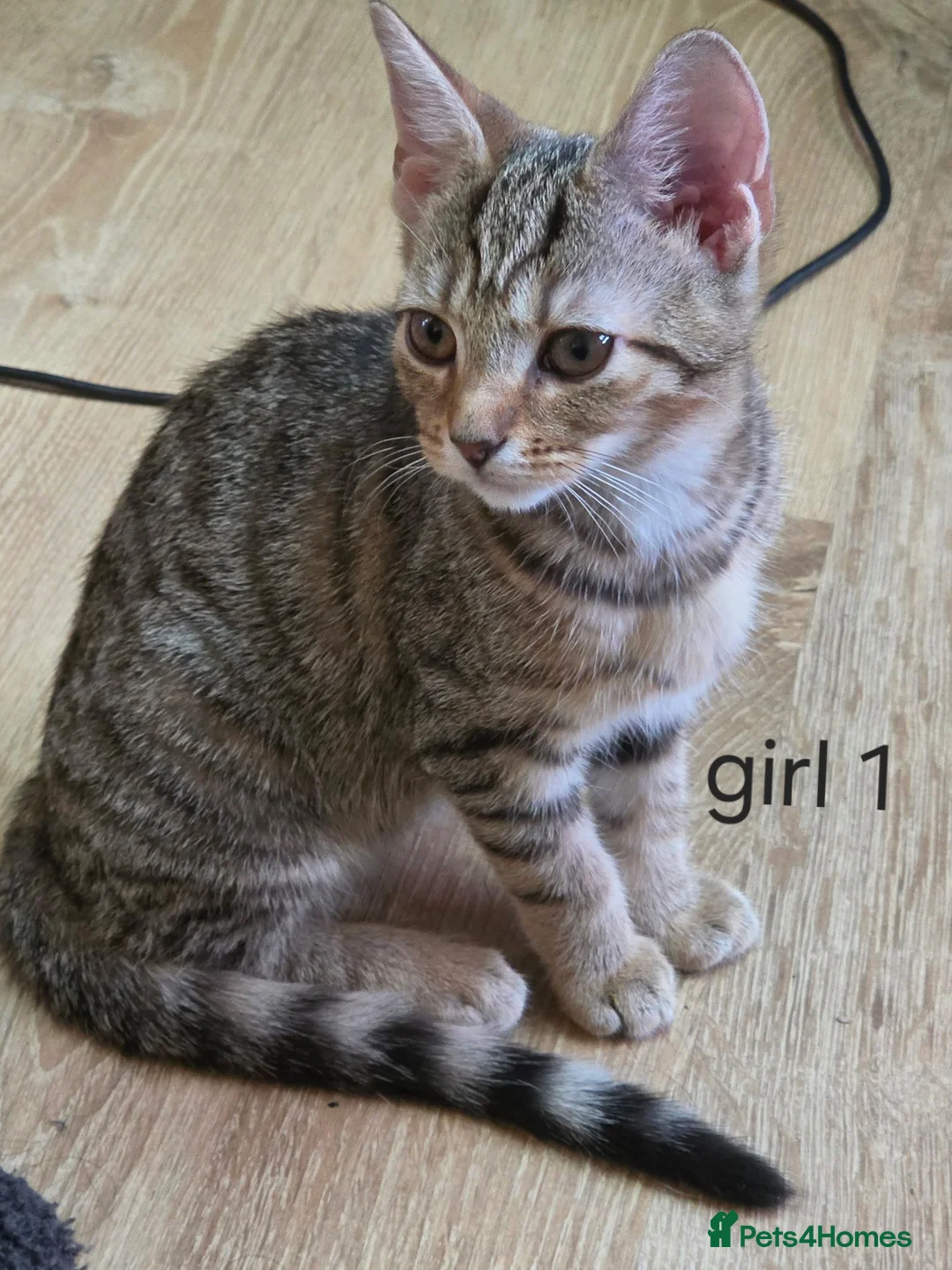 Mixed Breed cats for sale: 4 Kittens for sale in Barnsley - Advert 2