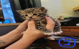 Mixed Breed cats for sale: Beautiful tabby kittens - Image 7