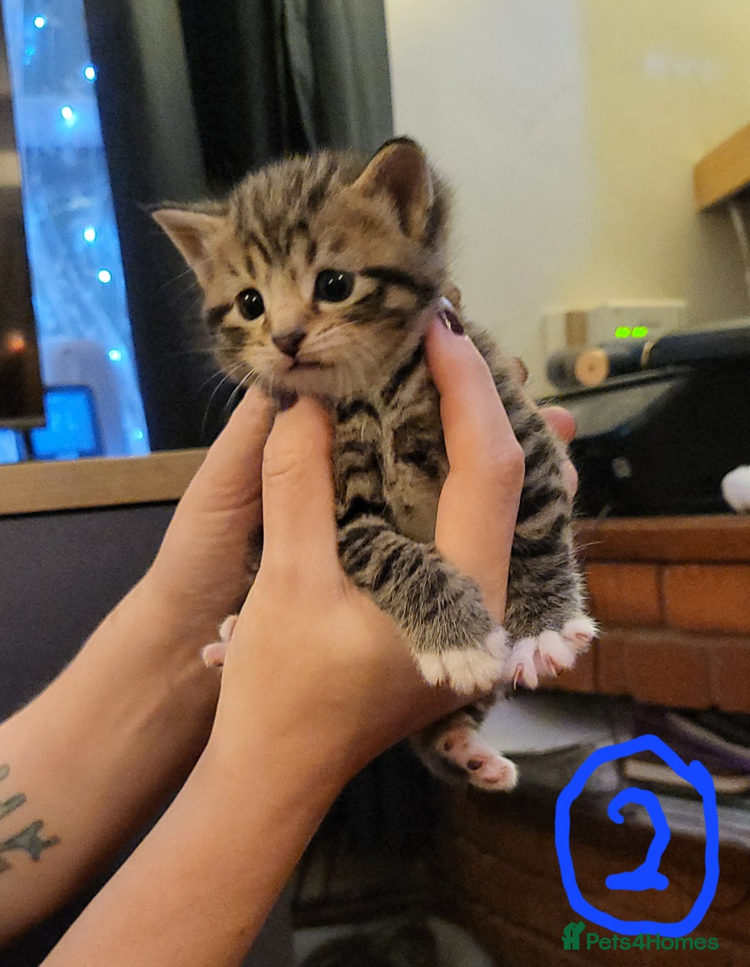 Mixed Breed cats for sale: Beautiful tabby kittens - Image 7