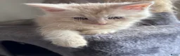 Maine Coon cats for sale: Cream Maine Coon Boy from Large TICA Blue Dad - Advert 4