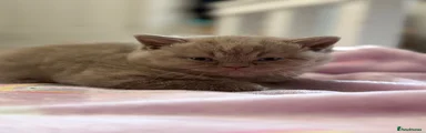 British Shorthair 2