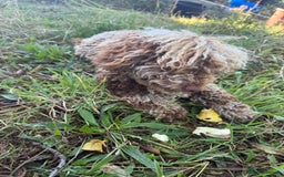 Cockapoo dogs for sale: Beautiful chocolate merle cockapoos  - Image 20