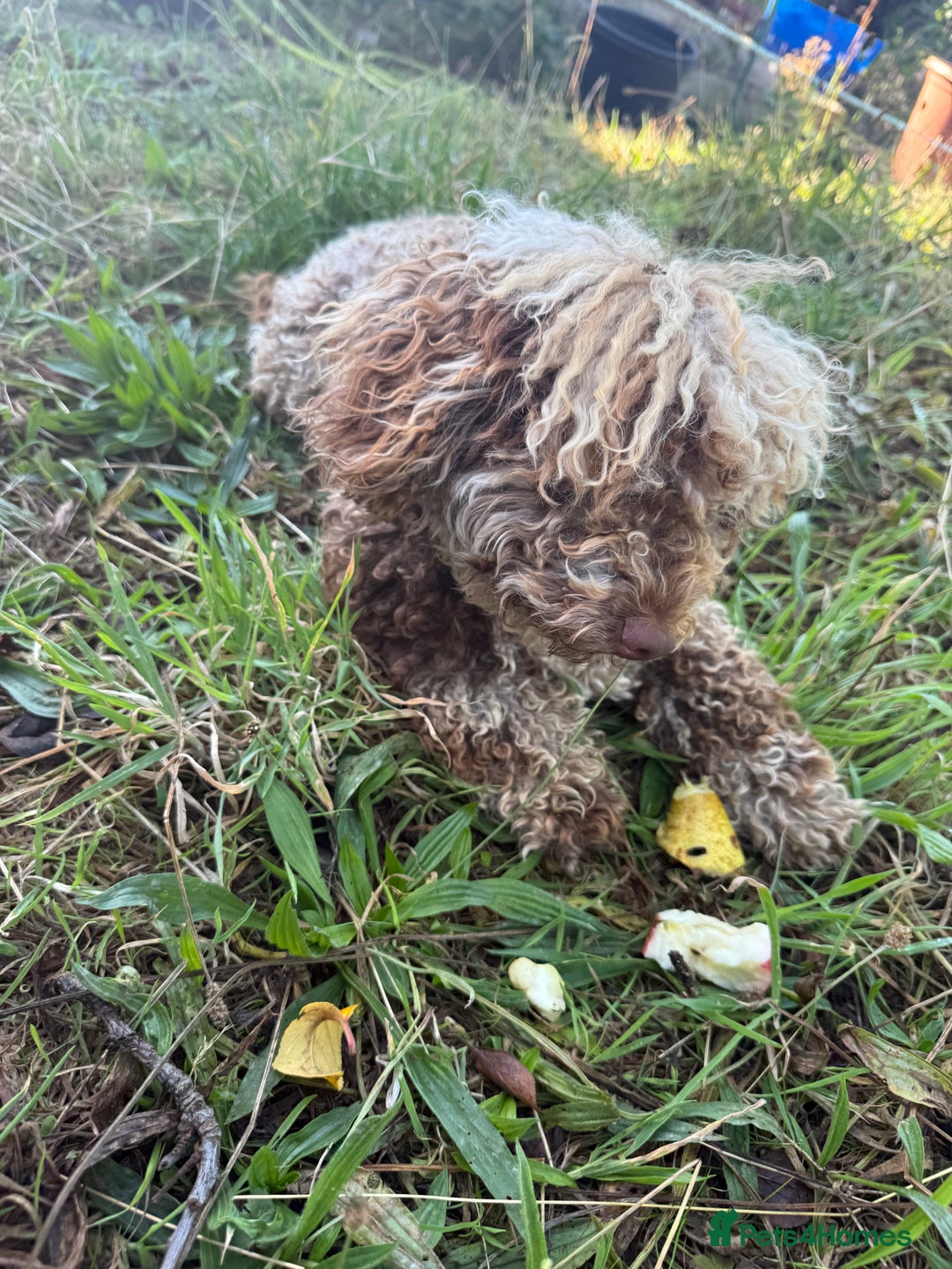 Cockapoo dogs for sale: Beautiful chocolate merle cockapoos  - Image 20