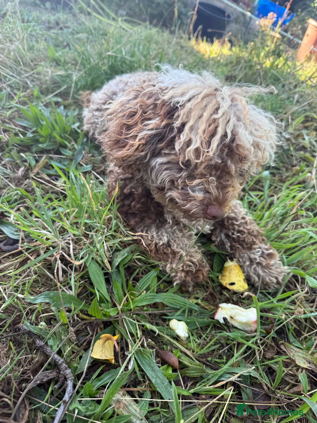 Cockapoo dogs for sale: Beautiful  merle cockapoos  - Advert 19