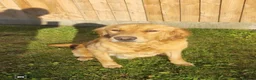 Golden Retriever dogs for sale: Fully Vaccinated Working Golden Retriever puppy - Advert 10