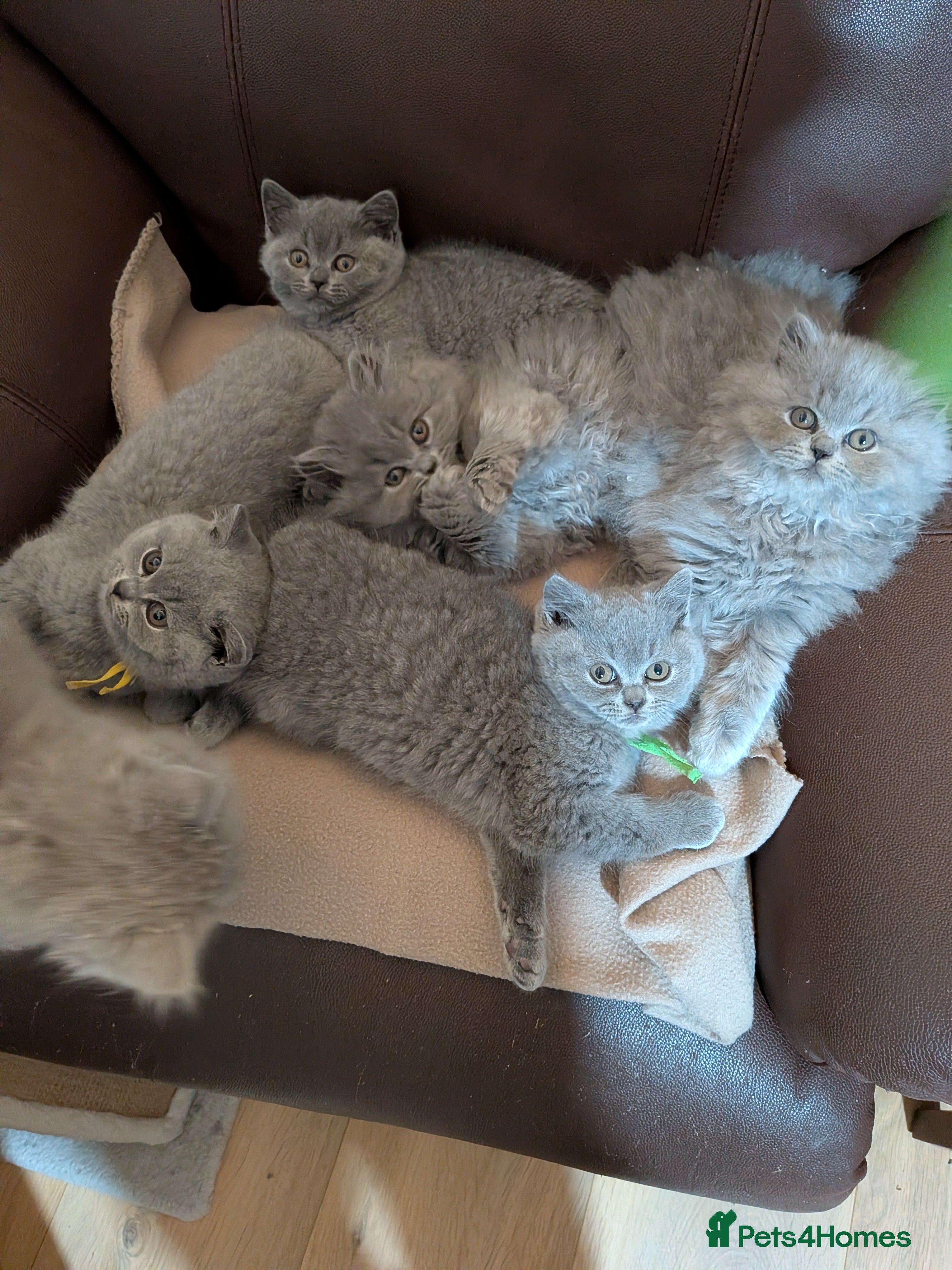 British Shorthair cats Beautiful British Shorthair kittens GCCF reg - Advert 14
