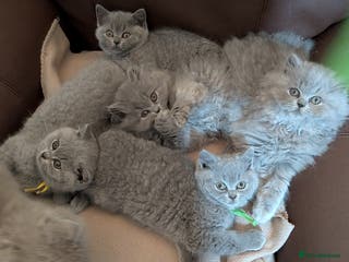 British Shorthair cats Beautiful British Shorthair kittens GCCF reg - Advert 6
