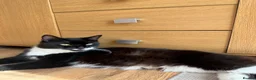 Mixed Breed cats for sale: 4x Kittens Ready For New Home - Advert 8