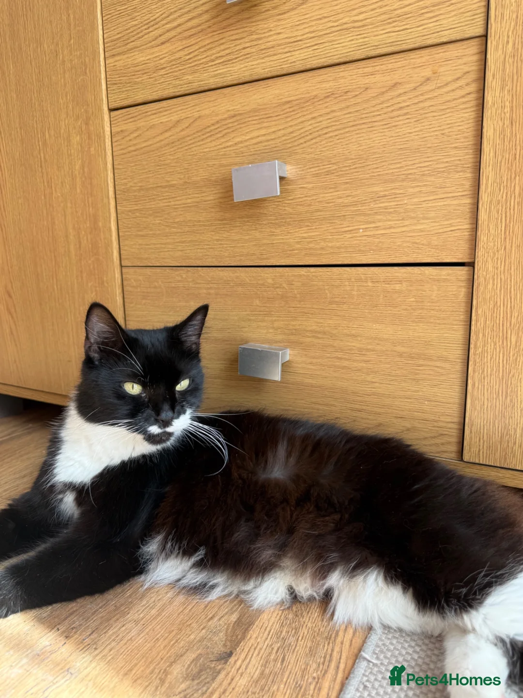 Mixed Breed cats for sale: 4x Kittens Ready For New Home - Advert 8