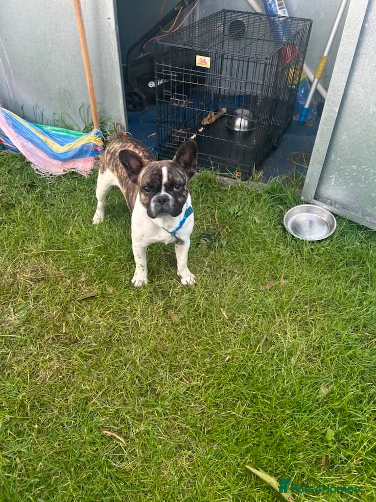 Frug dogs Male frenchie x pug - Advert 3