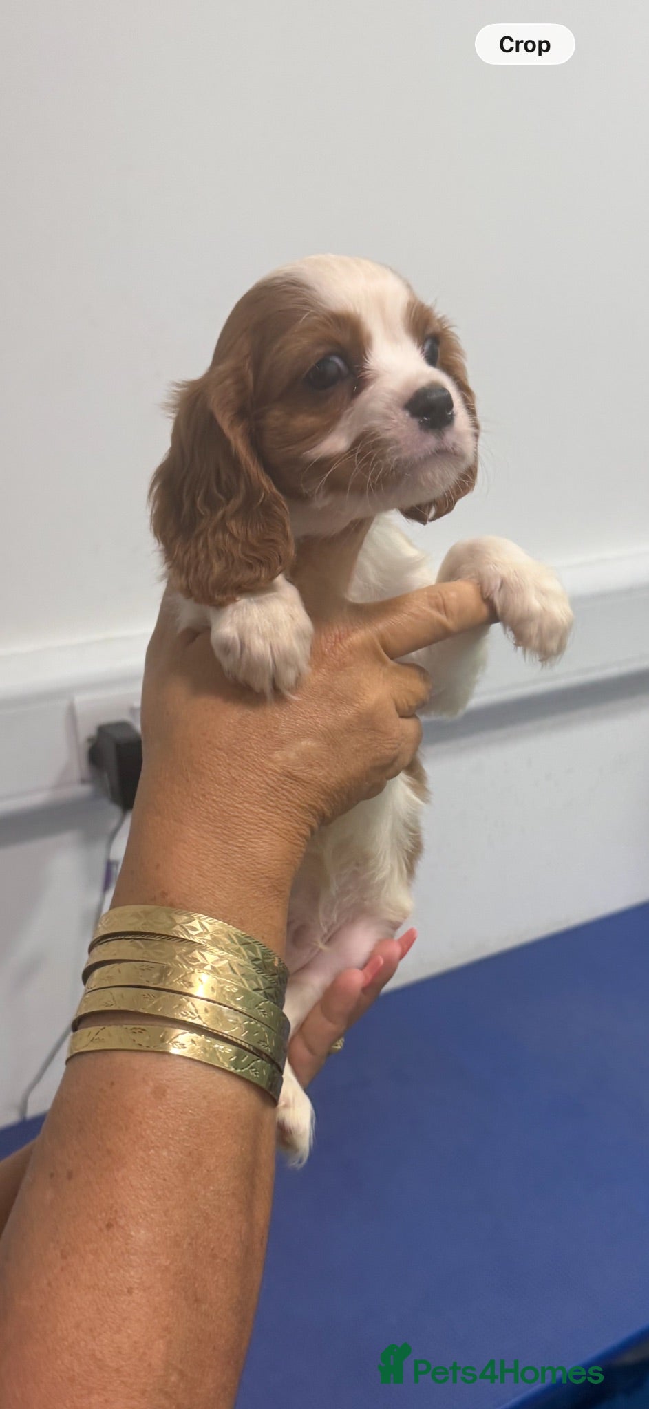 Cavalier King Charles Spaniel dogs 🐶Kc cavalier dna clear puppies 🐶4 boys left - Advert 2