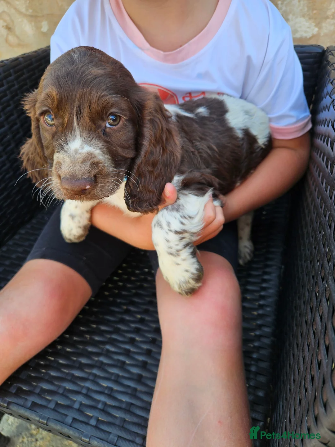 Cocker Spaniel dogs for sale: Cocker spaniel puppys - Advert 7
