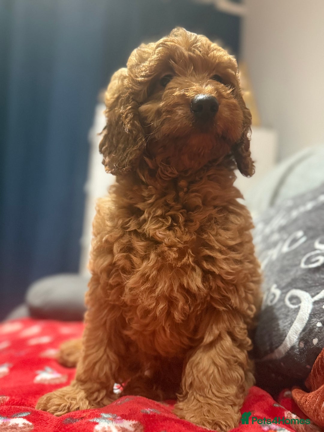 Mini Goldendoodle dogs for sale: Miniature golden doodles ready now - Advert 3