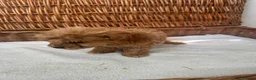 Jackapoo dogs for sale: F1b toy jackapoo puppies  - Advert 2