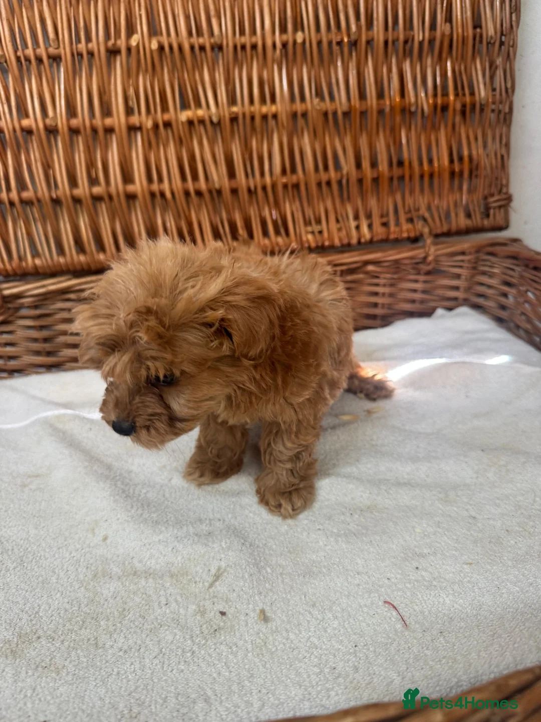 Jackapoo dogs for sale: F1b toy jackapoo puppies  - Advert 2