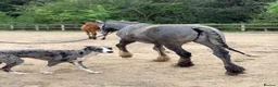 Lurcher dogs for sale: 2yo Blue Merle Lurcher, lovely kind and sweet  in Beaworthy - Advert 5