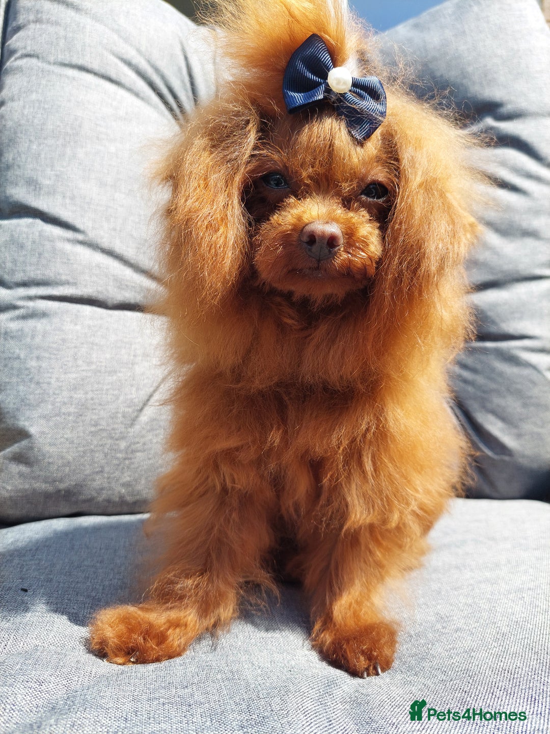 Toy Poodle dogs for stud: Asian poodle boy in Hull - Advert 2