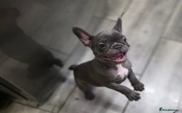 French Bulldog dogs for sale: 2 Adult French bulldogs and 4 Puppies  - Image 17