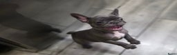 French Bulldog dogs for sale: 2 Adult French bulldogs and 4 Puppies  - Advert 17