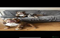 Cane Corso dogs for sale: Cane Corso Male For Sale - Image 3