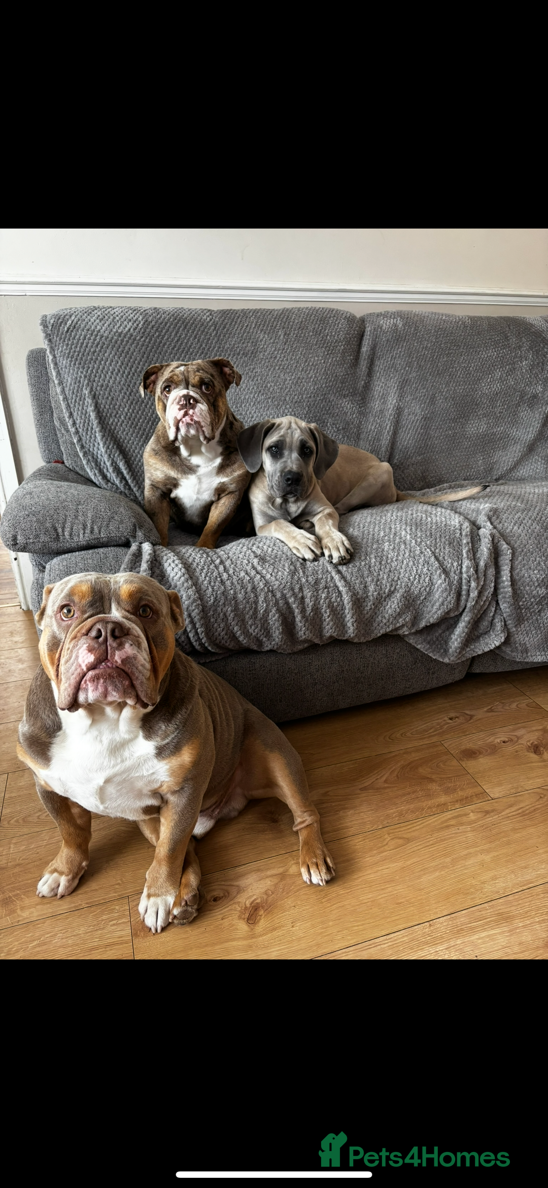 Cane Corso dogs for sale: Cane Corso Male For Sale - Image 3