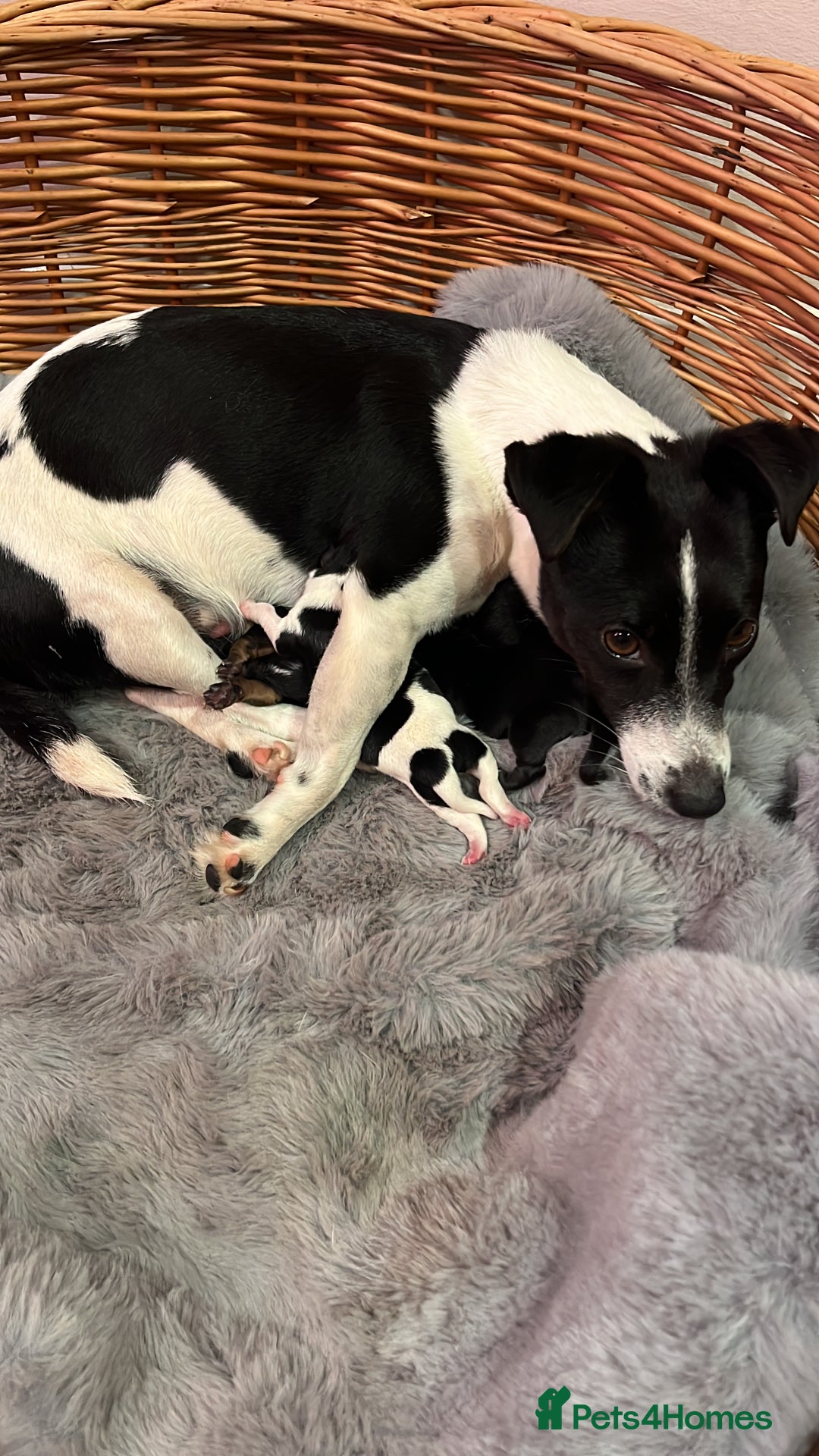 Jack Russell dogs for sale: Black jack Russell puppies  - Image 5