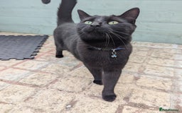 Burmese cats for sale: Chocolate  - Image 1