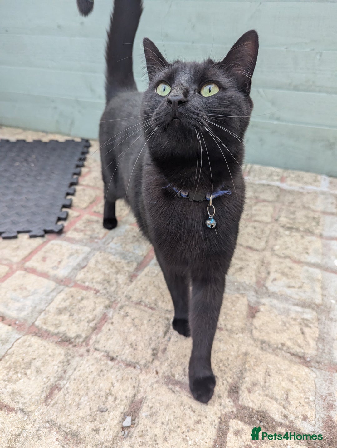 Burmese cats for sale: Chocolate  - Image 1
