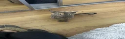 Devon Rex cats for sale: Devon Rex girl 6years old - Advert 2