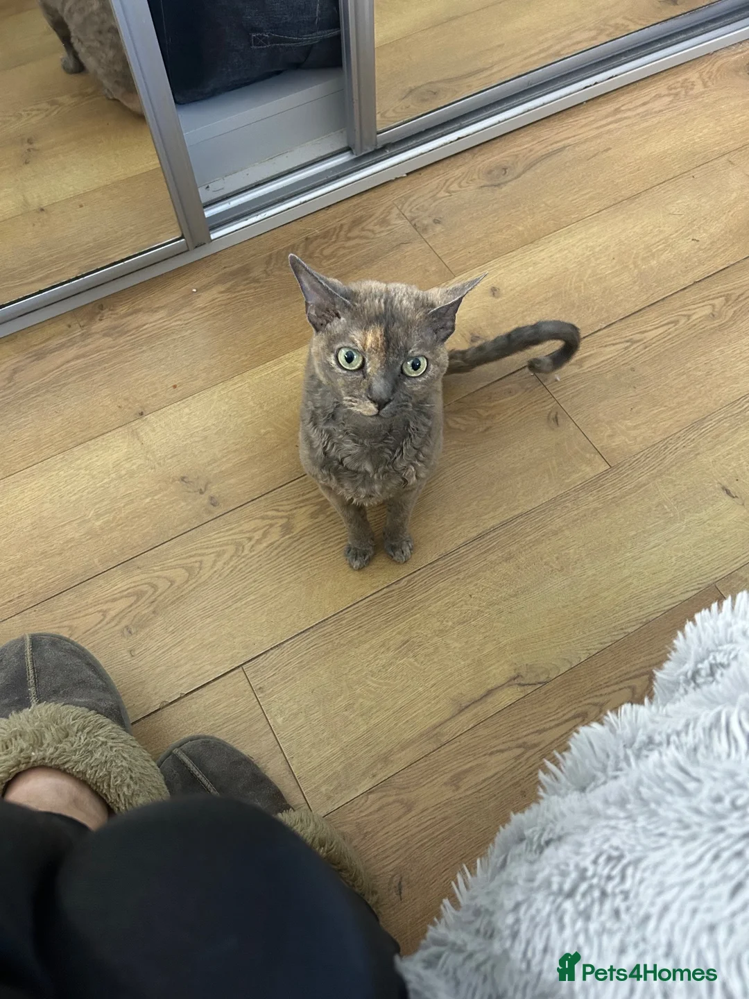 Devon Rex cats for sale: Devon Rex girl 6years old - Advert 2