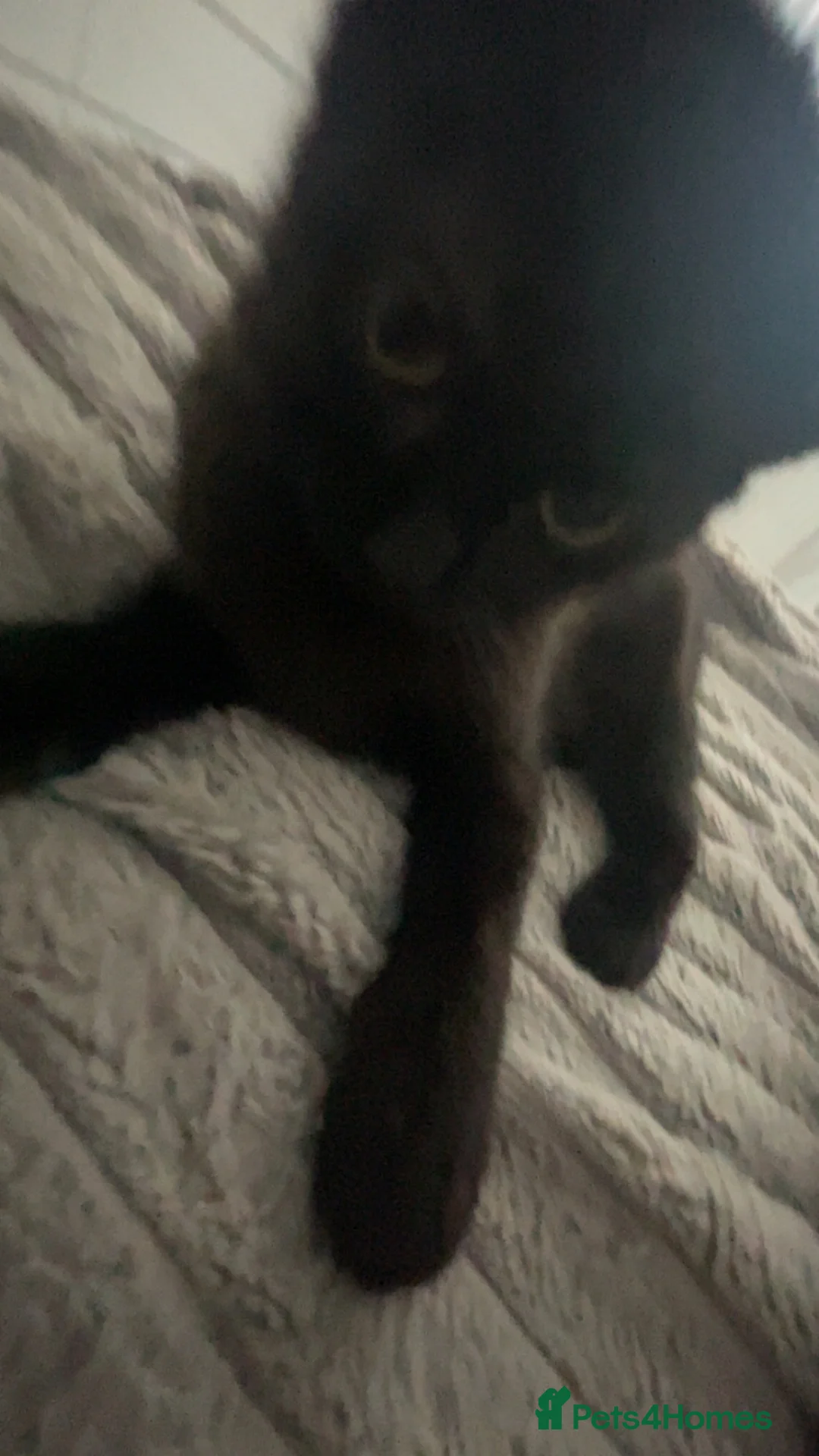 Mixed Breed cats for sale: 5 month old kitten  - Advert 2