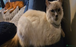 Ragdoll cats for sale: Ragdoll x kittens  - Image 13