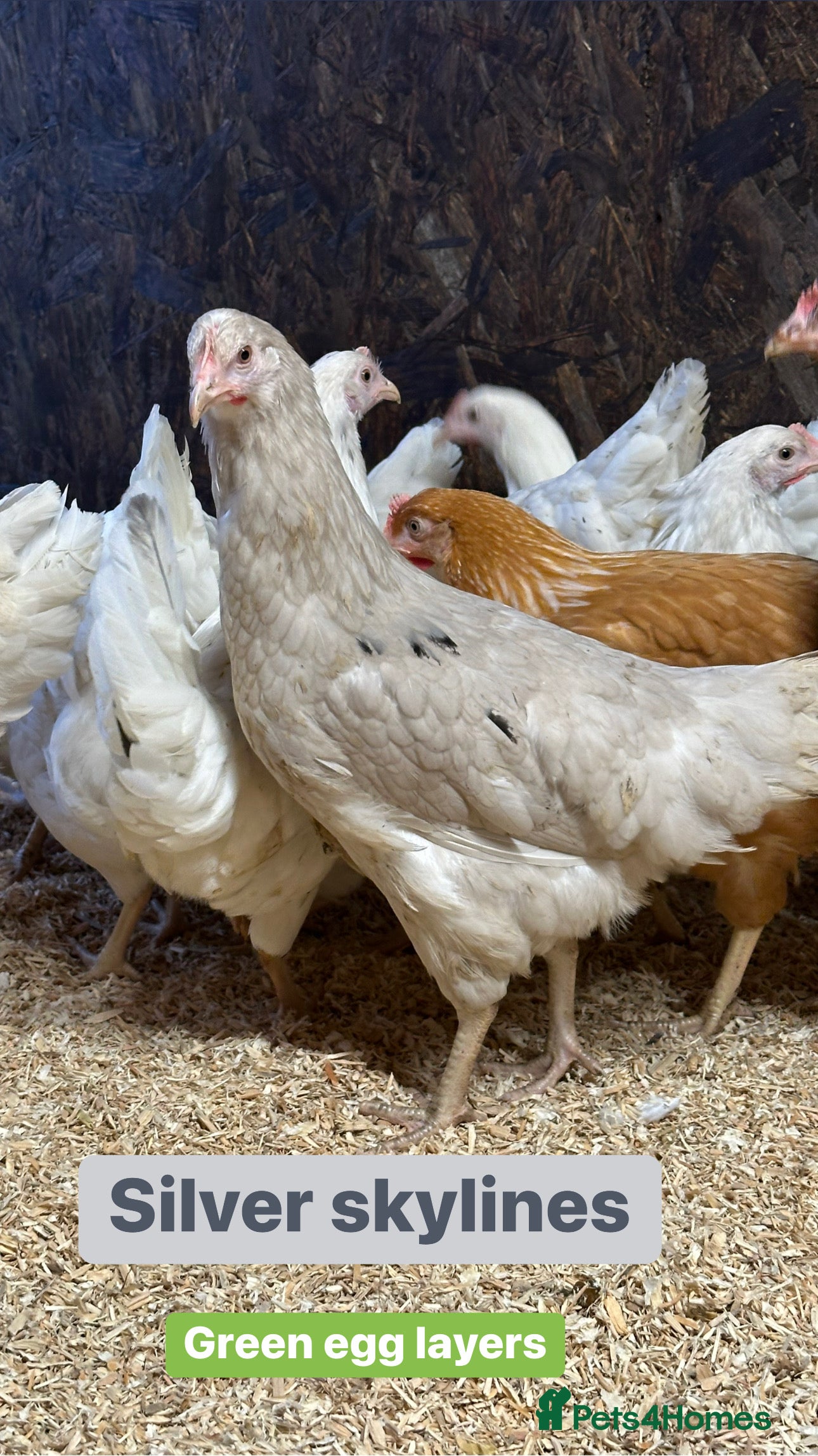 Chickens poultry Hybrid hens at point of lay  - Advert 9