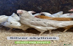 Chickens poultry for sale: Hybrid hens at point of lay  - Advert 1