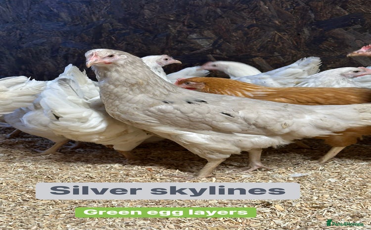 Chickens poultry Hybrid hens at point of lay  - Advert 7