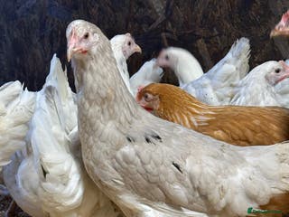 Chickens poultry Hybrid hens at point of lay - Advert 8