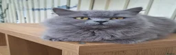 British Shorthair cats for sale: Black smoked tabby british shorthair - Advert 3