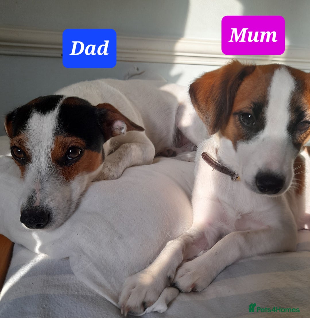 Jack Russell dogs for sale: Beautiful Jack Russel puppies - Image 16