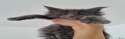 Maine Coon cats for sale: King size Purebred Maine Coon kittens  in Glasgow - Advert 8
