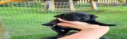 Springador dogs for sale: Springador Puppies in Insch - Advert 6