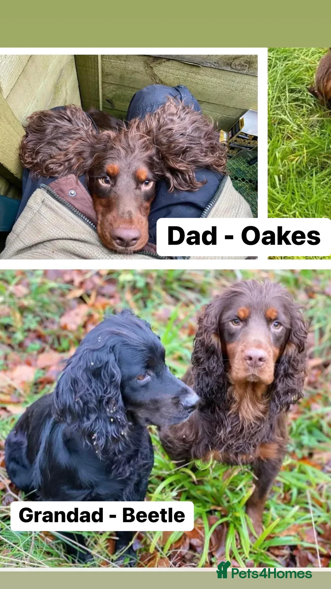 Cocker Spaniel dogs for stud: George - Professional Stud Service  in Eastleigh - Advert 8