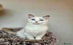 Ragdoll cats for sale: GCCF registered Kitten! 💙 Lilac  - Image 4