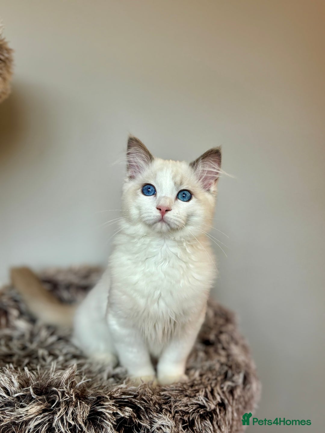 Ragdoll cats for sale: GCCF registered Kitten! 💙 Lilac  - Image 4
