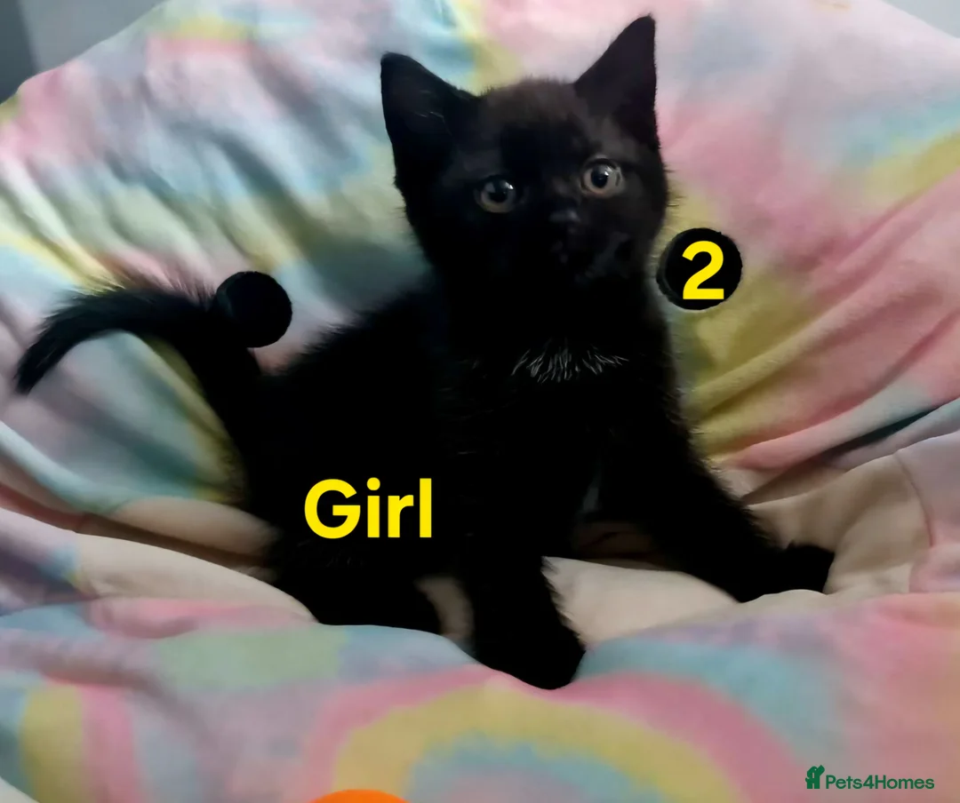 Mixed Breed cats for sale: Kitten  - Advert 7