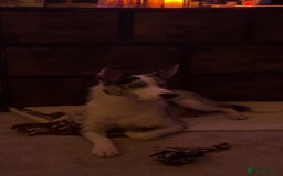 Mixed Breed dogs for sale: Blue  - Image 4