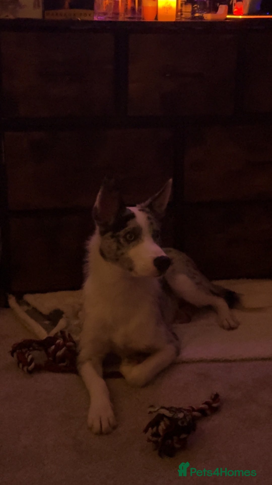 Mixed Breed dogs for sale: Blue  - Image 4