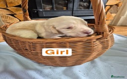 Labrador Retriever dogs for sale: Chunky Labrador retriever pups for sale - Image 12