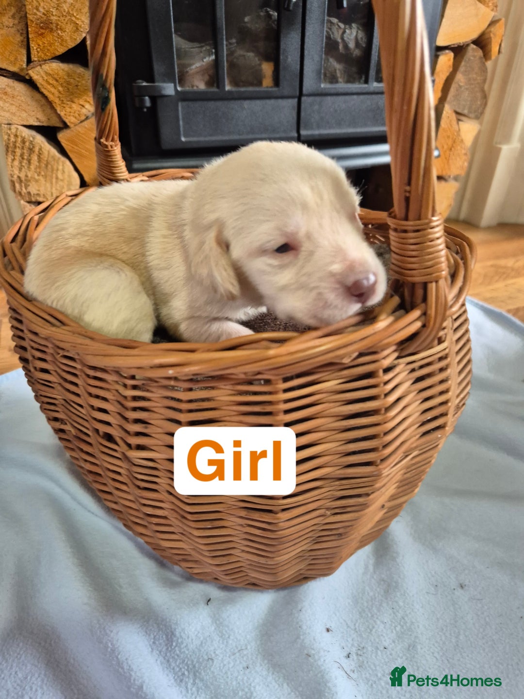Labrador Retriever dogs for sale: Chunky Labrador retriever pups for sale - Image 12