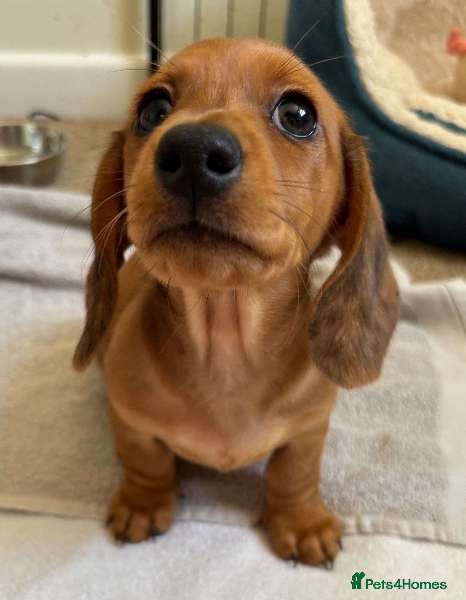 Miniature Dachshund dogs Beautiful Dapple Litter Born 14th June 2026 - Advert 1